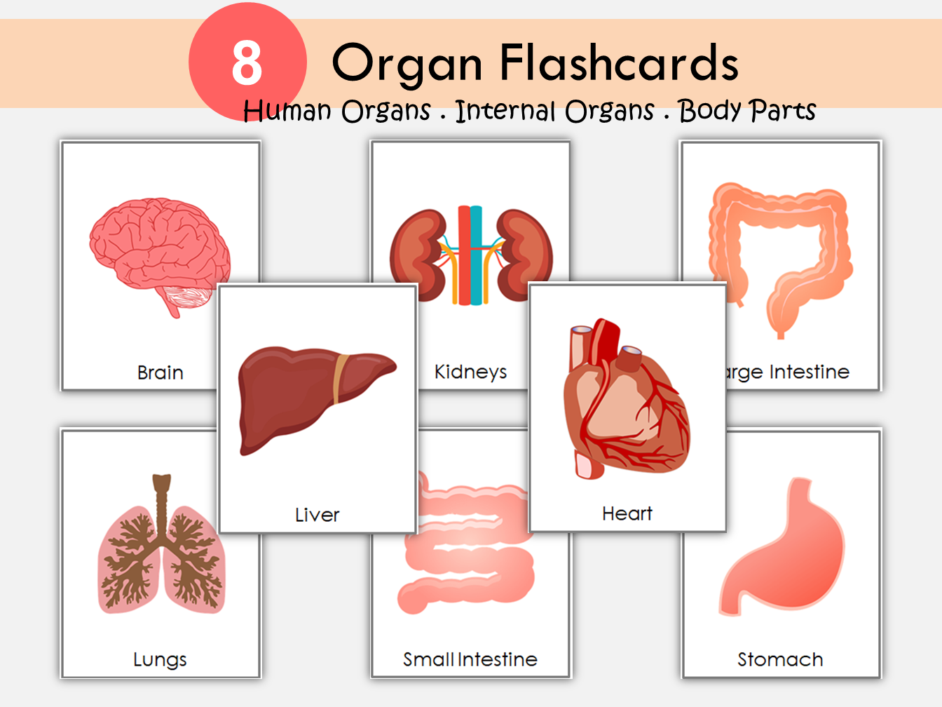 Organs Flashcards Printable, Human Organs Flashcards Set For Preschooler, Internal Organs of the Body, Human Body Organ, Kid Science Lesson, WWF182