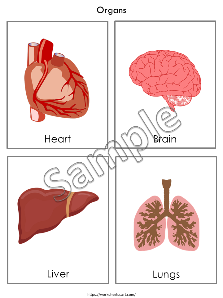 Organs Flashcards Printable, Human Organs Flashcards Set For Preschooler, Internal Organs of the Body, Human Body Organ, Kid Science Lesson, WWF182