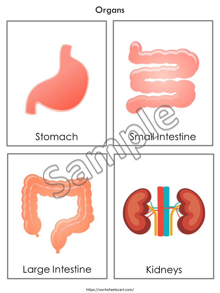 Organs Flashcards Printable, Human Organs Flashcards Set For Preschooler, Internal Organs of the Body, Human Body Organ, Kid Science Lesson, WWF182