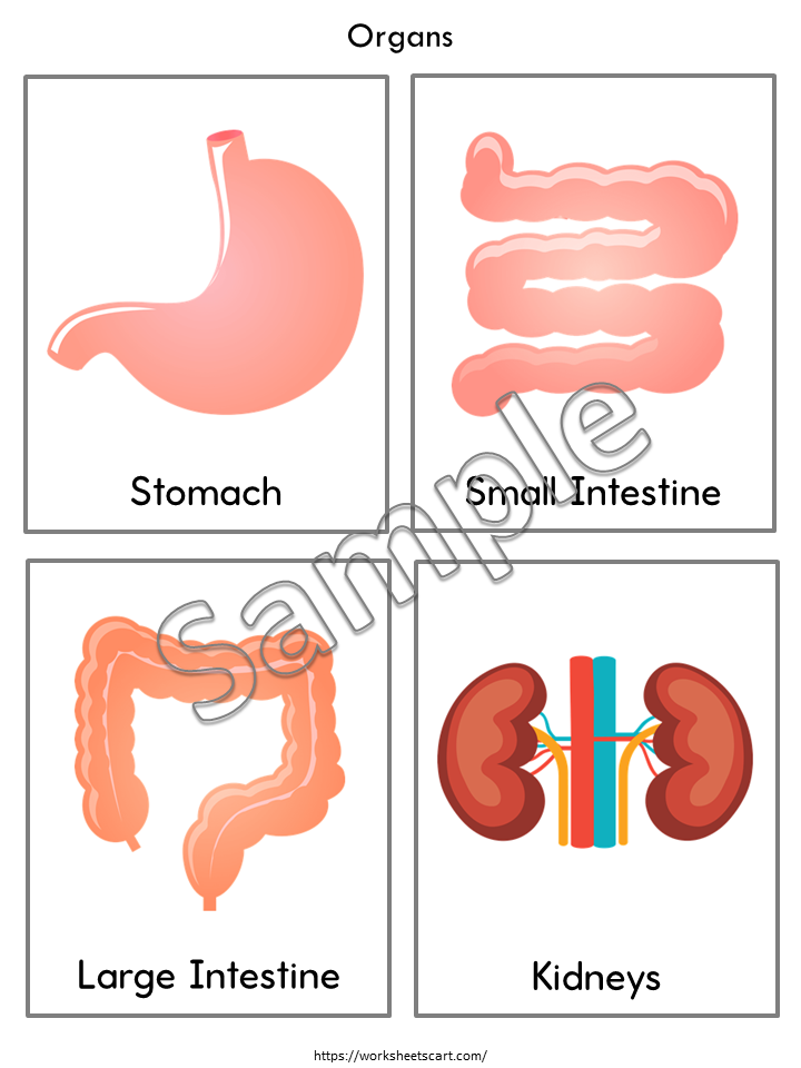 Human Organs Flashcards Printable – Human Body Parts Learning Cards for Kids, WWF182