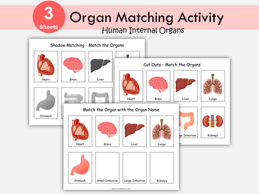 Human Organs Matching Activity For Preschoolers, Internal Organs Worksheets for  Kindergarten and Toddlers, Human Body Printable for Kids, WWF183