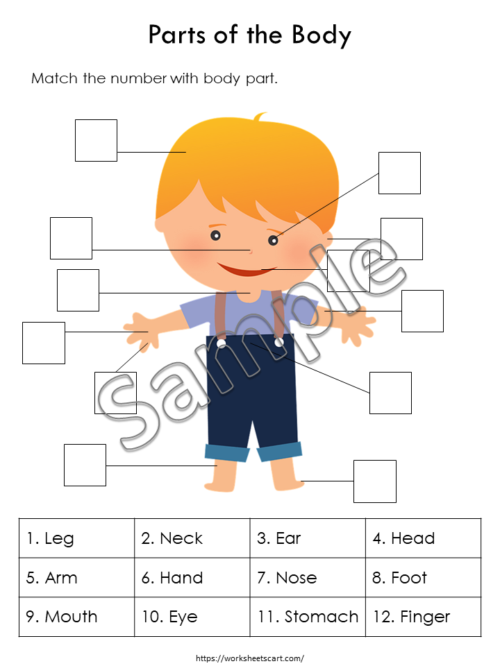 Body Parts Matching Activity Printable, Human Body Parts for Kids, Toddler Busy Book Pages, Learning Binder, Homeschool Resource, WWF392