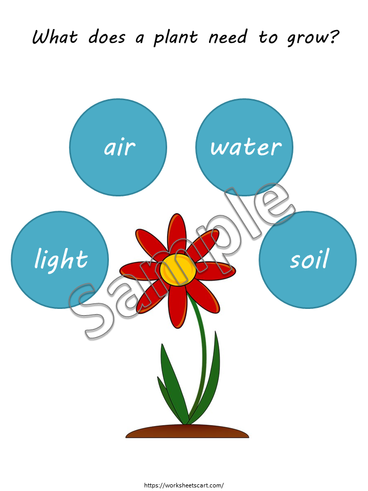 Plant Needs Worksheets, Germination, Plant Unit for Kids, What Do Plants Need to Grow, Kindergarten, Homeschool, Teacher Resource, WWF442