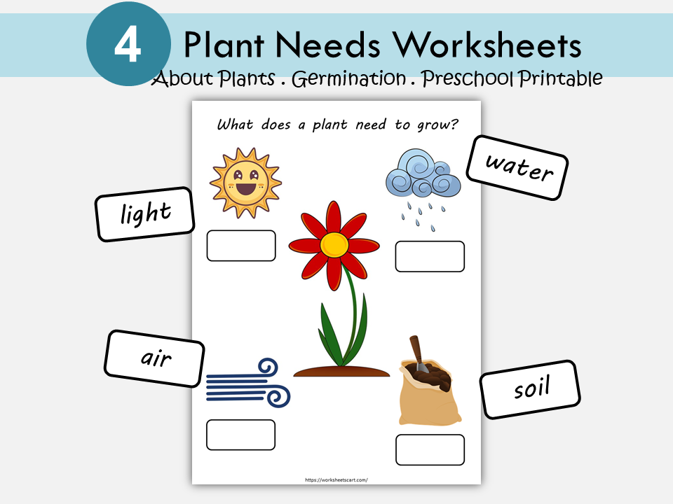Plant Needs Worksheets, Germination, Plant Unit for Kids, What Do Plants Need to Grow, Kindergarten, Homeschool, Teacher Resource, WWF442