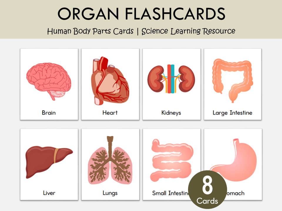 Organs Fact File Organs Flashcards Printable, Human Organs Flashcards Set For Preschool ...
