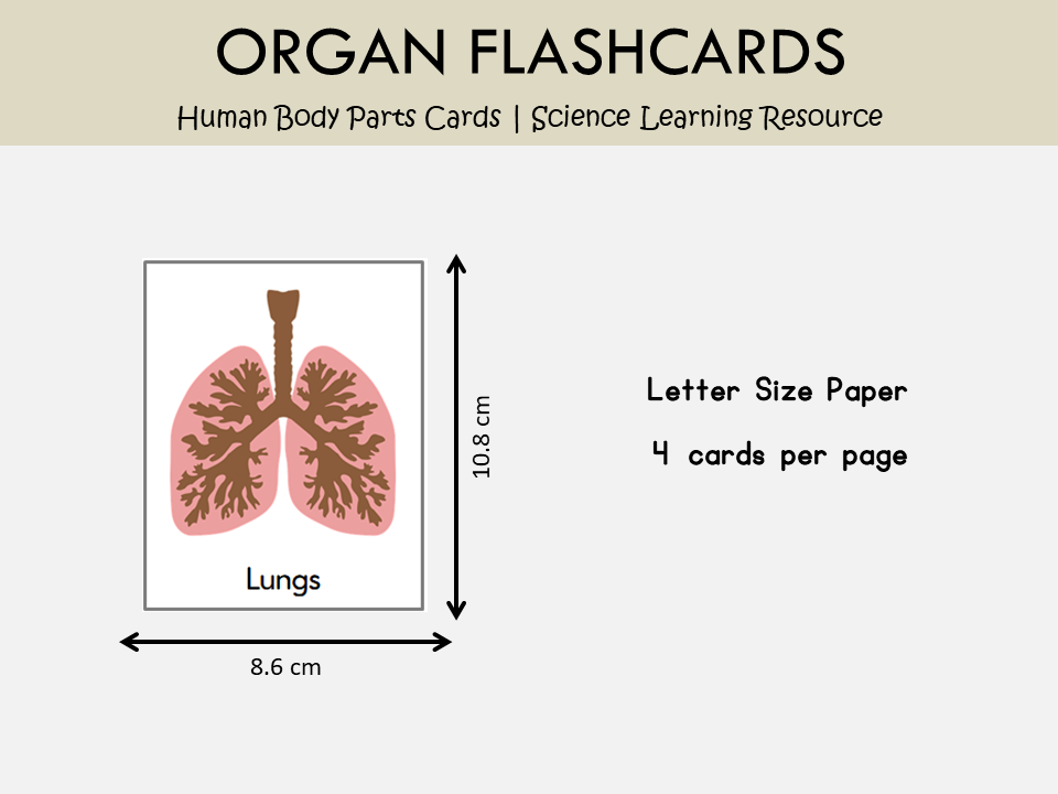 Human Organs Flashcards Printable – Human Body Parts Learning Cards for Kids, WWF182