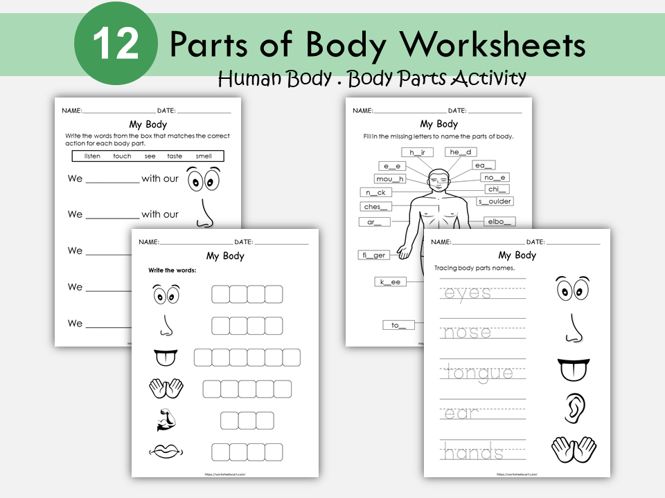 Body Parts Worksheets, Preschool Printable, Kindergarten Human Body Worksheets, All About My Body Activity, Toddlers Busy Binder, Homeschool, WWF279