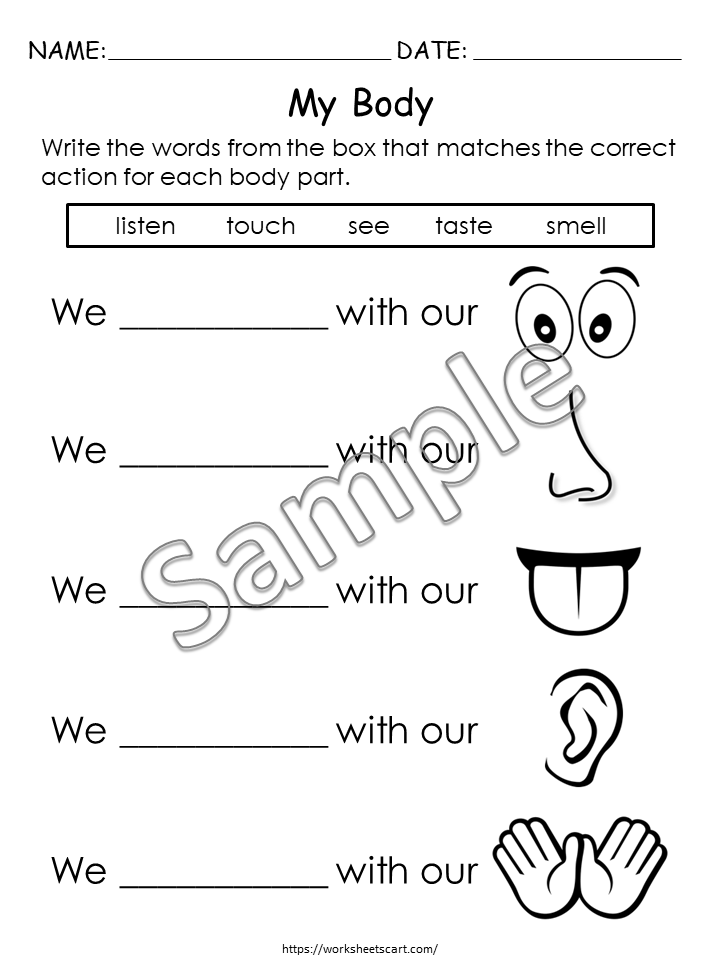 Body Parts Worksheets, Preschool Printable, Kindergarten Human Body Worksheets, All About My Body Activity, Toddlers Busy Binder, Homeschool, WWF279