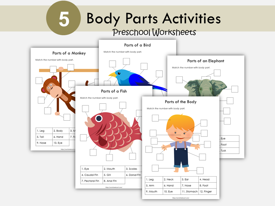 Body Parts Matching Activity Printable, Human Body Parts for Kids, Toddler Busy Book Pages, Learning Binder, Homeschool Resource