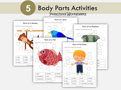 Body Parts Matching Activity Printable, Human Body Parts for Kids, Toddler Busy Book Pages, Learning Binder, Homeschool Resource