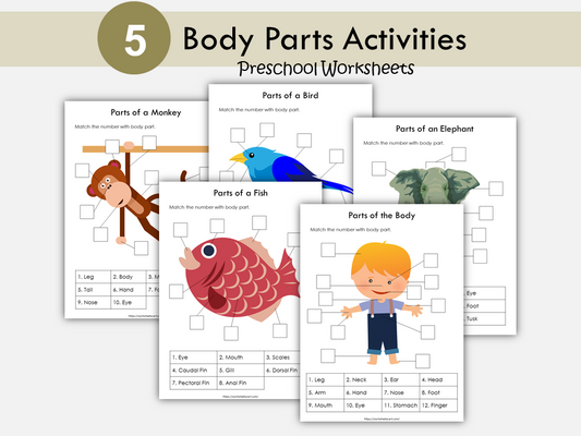 Body Parts Matching Activity Printable, Human Body Parts for Kids, Toddler Busy Book Pages, Learning Binder, Homeschool Resource, WWF392