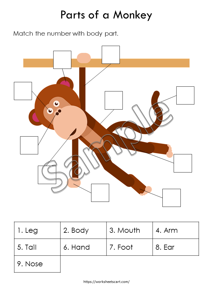 Body Parts Matching Activity Printable, Human Body Parts for Kids, Toddler Busy Book Pages, Learning Binder, Homeschool Resource