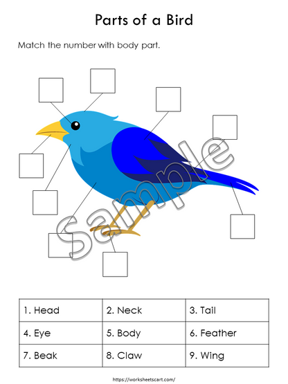 Body Parts Matching Activity Printable, Human Body Parts for Kids, Toddler Busy Book Pages, Learning Binder, Homeschool Resource