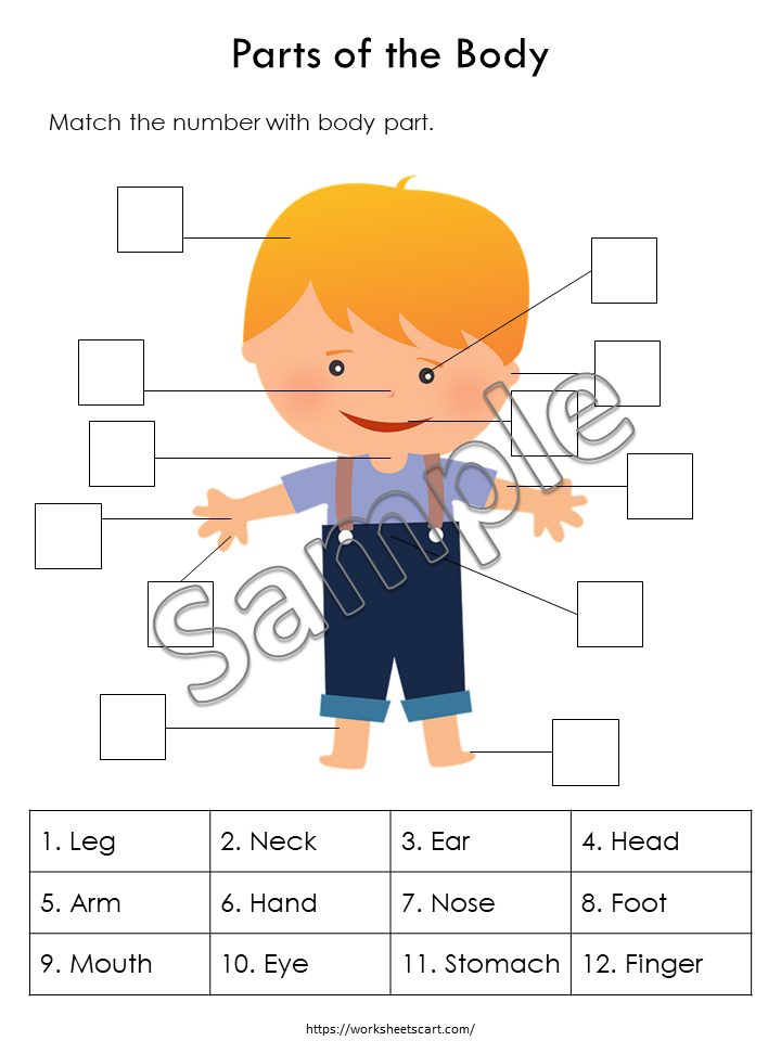 Body Parts Matching Activity Printable, Human Body Parts for Kids, Toddler Busy Book Pages, Learning Binder, Homeschool Resource