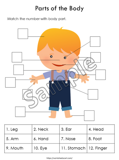 Body Parts Matching Activity Printable, Human Body Parts for Kids, Toddler Busy Book Pages, Learning Binder, Homeschool Resource